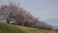 初めて桜を見る...