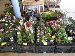 野菜を見に行き...