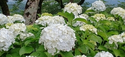 今日は、６月1...