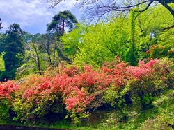 桜からツツジに...