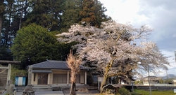 今年も桜を愛で...