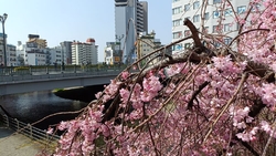 宮の橋を挟んだ...