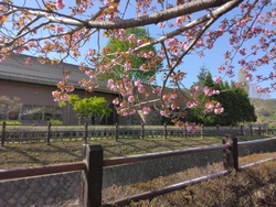 八重桜の「サト...