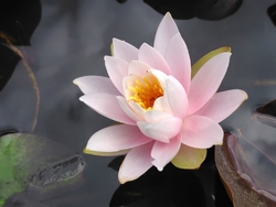 今年も猿沢の池...