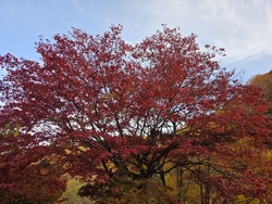 日塩もみじライ...