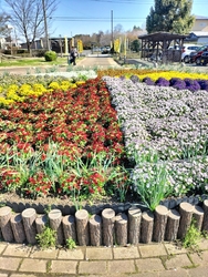 パンジーがとて...