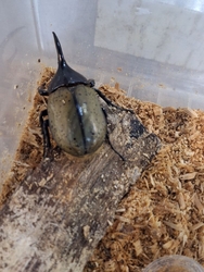 GWに子どもの...
