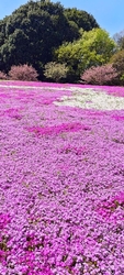 小山市内で桜を...