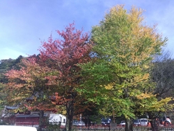 紅葉本番までは...