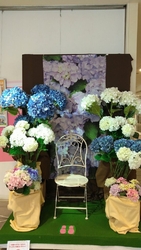 もう紫陽花が満...
