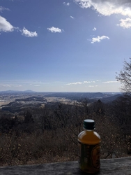 羽黒山の蝋梅を...