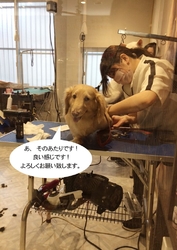 愛犬の爪が伸び...