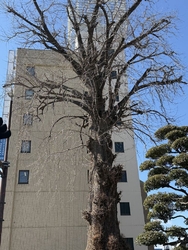 旭町の大いちょ...