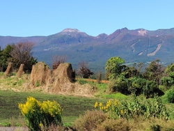 少し前から、茶...