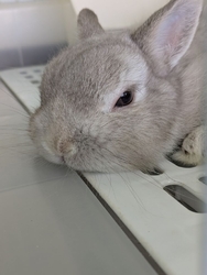 アトラクション...