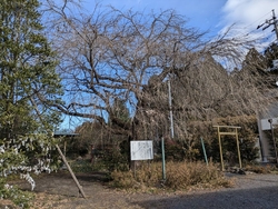 県内最大級の大...