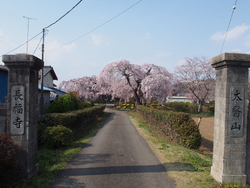 毎春素晴らしい...