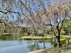 桜はピークを過...