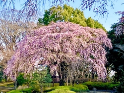 中央公園の枝垂...