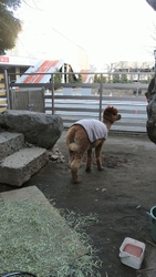 ベルモールの癒...