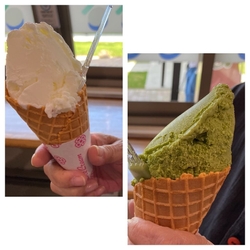 ジェラードの種...