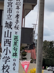 孝子桜まつりで...