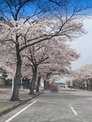 通りの桜が満開...