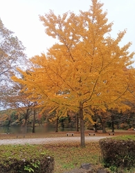 井頭公園も紅葉...