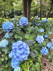 紫陽花を見に行...