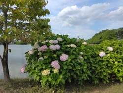 半年振りの大沼...