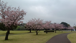 散歩がてら、桜...