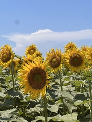 夏の花ひまわり...