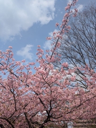 広い芝生の広場...