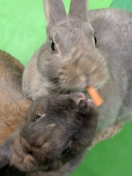 動物たちとの触...