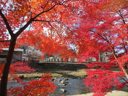 紅葉は終盤でし...