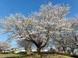 付近で用事があ...
