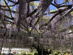 そろそろ藤の花...