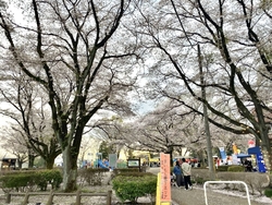 桜の下で美味し...