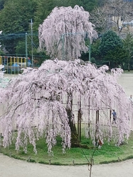 今日は、4月1...