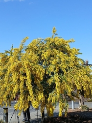 今日は、3月7...