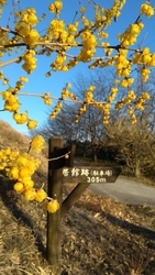 蝋梅観賞を目当...