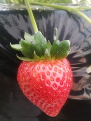 今季初の[いち...