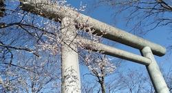 梅が満開で綺麗...