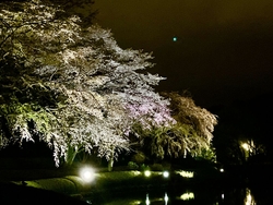 今年は、夜桜が...