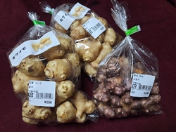 菊芋大好きな父...