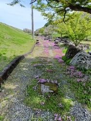 近くに桜のお花...