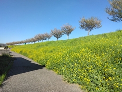 残念ながら見頃...