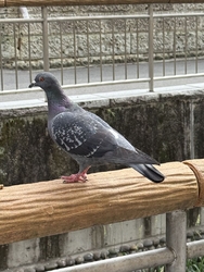 この日も「釜川...