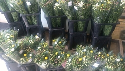 菊などの切り花...