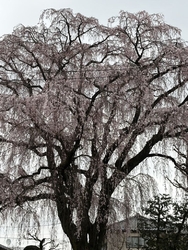 ここ数日の暖か...